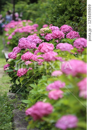 梅雨の晴れ間に咲く紫陽花 梅雨の晴れ間に咲く紫陽花 125689869