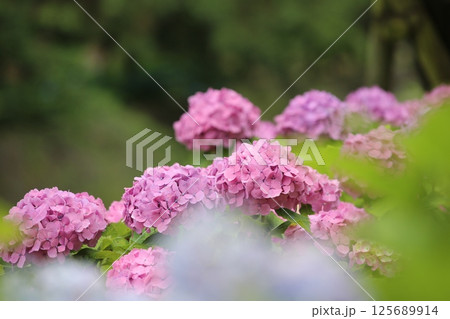 ピンクの紫陽花 125689914
