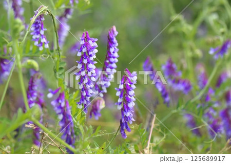 ヘアリーベッチの花 125689917
