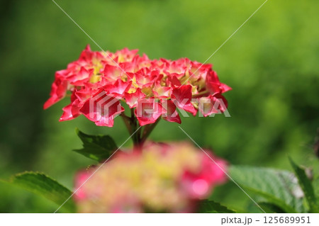 赤い紫陽花 125689951
