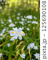 春の木漏れ日に咲くシャガの花   125690108