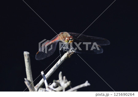 枝にとまる赤トンボ 125690264