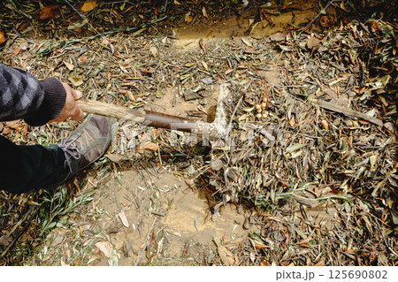 man using a shovel to take out some plant remains man using a shovel to take out some plant remains 125690802