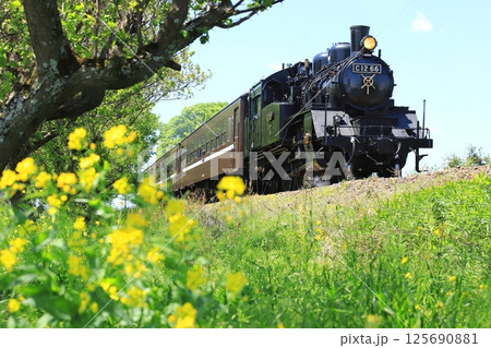 真岡鐵道「新緑の頃の沿線風景を走るSLもおか号」 125690881