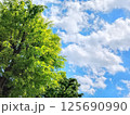 新緑と青空と白い雲 125690990