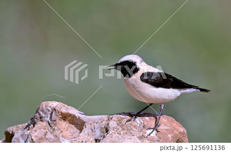Eastern Black-eared wheatear (Oenanthe melanoleuca), Greece 125691136