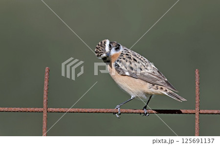 Whinchat - Saxicola rubetra, Crete, Greece  125691137
