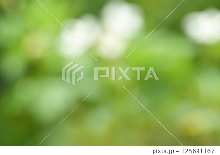 キイキイチゴの白花と葉っぱをイメージした背景素材チゴの白花と葉っぱをイメージした背景素材 125691167