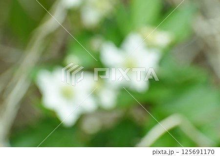 キイキイチゴの白花と葉っぱをイメージした背景素材チゴの白花と葉っぱをイメージした背景素材 キイキイチゴの白花と葉っぱをイメージした背景素材チゴの白花と葉っぱをイメージした背景素材 125691170