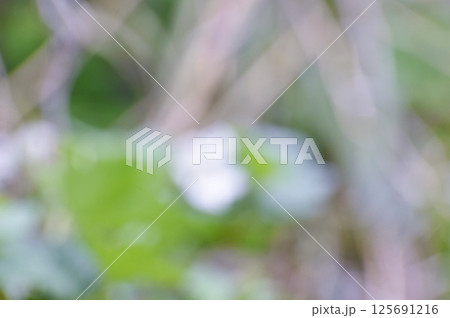 キイチゴの白花と葉っぱをイメージした背景素材 125691216