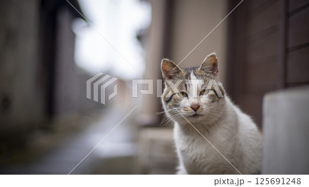 猫島の猫たち 125691248