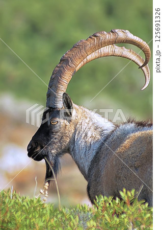 A male Cretan wild goat (Capra aegagrus cretica), Crete 125691326