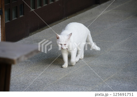 京都の神社の猫 125691751