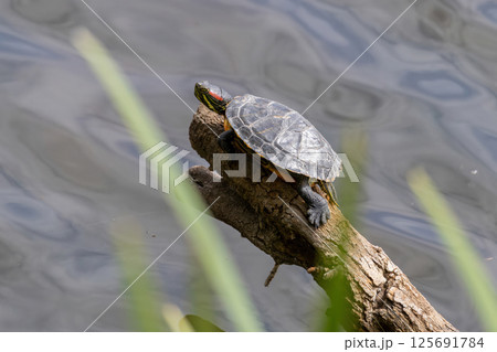 Red Eared Slider Turtle (Trachemys scripta elegans) sunbathing in Parc Natural dels Aiguamolls del Emporda, Catalonia, Spain Red Eared Slider Turtle (Trachemys scripta elegans) sunbathing in Parc Natural dels Aiguamolls del Emporda, Catalonia, Spain 125691784