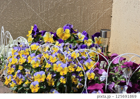 小さな花壇の満開になったビオラの花 小さな花壇の満開になったビオラの花 125691869
