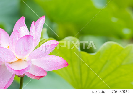 雨上がりに輝く蓮の花(万博記念公園) Lotus Blooming After Rain at Ex 雨上がりに輝く蓮の花(万博記念公園) Lotus Blooming After Rain at Ex 125692020