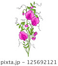 Colorful Illustration of Blooming Sweet Pea 125692121