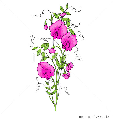Colorful Illustration of Blooming Sweet Pea 125692121
