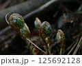 山菜 125692128