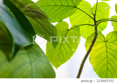 明るい自然光を受けて葉脈がきれいに透けて見えるウンベラータの若い葉 125692352