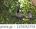 アオバズク 125692358