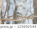 枝にとまったシジュウカラ 125692544