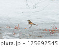 氷の上に立つツグミ 125692545