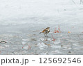 氷の上に立つツグミ 125692546
