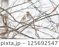 枝にとまったツグミ	 125692547