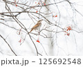 枝にとまったツグミ	 125692548