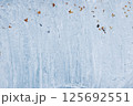 北海道の冬の霜柱	 125692551