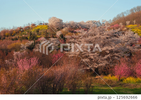 花見山の桜と菜の花 花見山の桜と菜の花 125692666