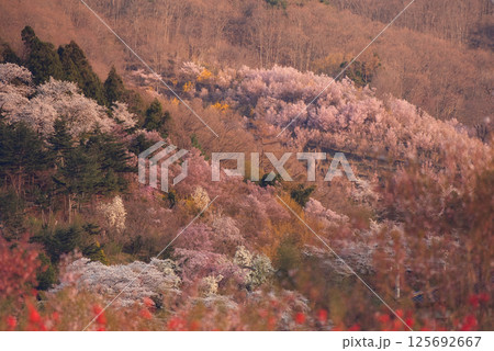 花見山の桜 花見山の桜 125692667