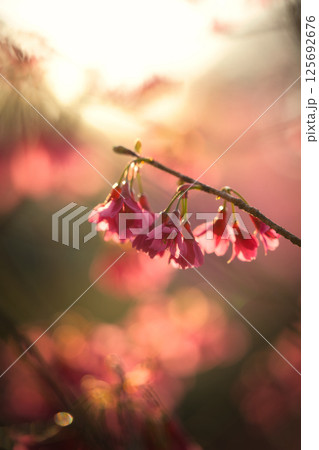 花見山の桜 125692676