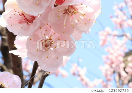 満開のアンズの花 125692726