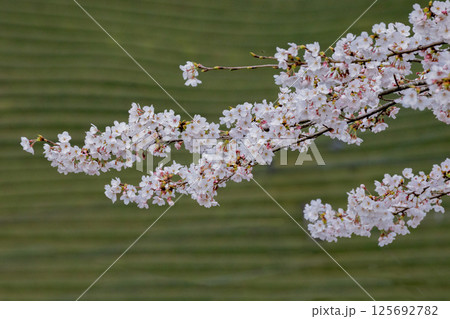 茶畑と桜 125692782