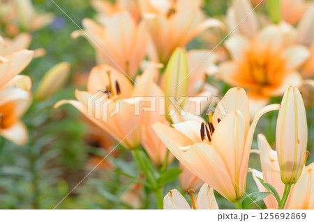 ユリの花 125692869