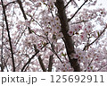 満開の桜 125692911
