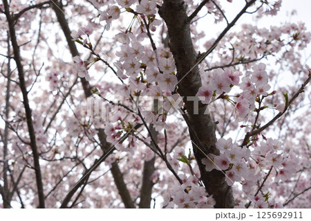 満開の桜 満開の桜 125692911