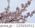 満開の桜の木 125692912