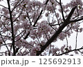 桜 125692913