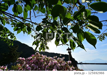 美保関からの大山 美保関からの大山 125692966