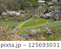 花見山公園の菜の花のハート 125693031