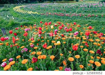 キンセンカ 125693052