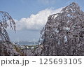 桜と鳴門大橋 125693105