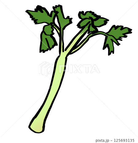 セロリのイラスト素材 125693135