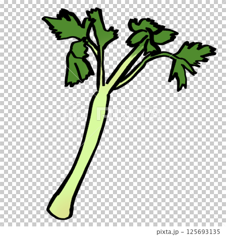 セロリのイラスト素材 125693135