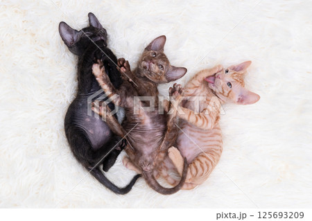 Cute kitten sphynx on light background Cute kitten sphynx on light background 125693209