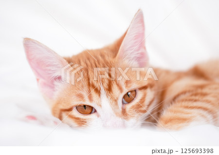 cute red and white kitten lies on a white blanket cute red and white kitten lies on a white blanket 125693398