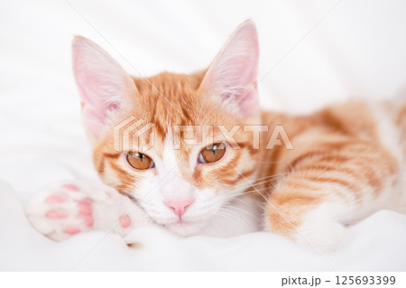 cute red and white kitten lies on a white blanket 125693399